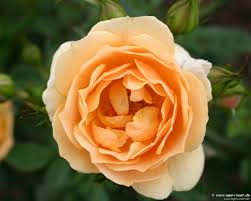 No chemical pesticides have been allowed since 1997 and breeders often describe the trial as among. Amber Cover Kaufen Beetrose Agel Rosen
