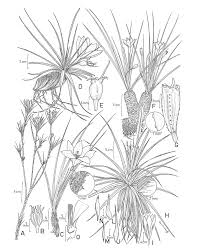 Image result for Velloziaceae