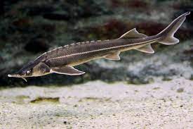 Acipenser ruthenus erytraea antipa, 1909; Sterlet Acipenser Ruthenus Schopfung