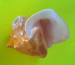 If you've never played a trumpet, it can be a bit tricky at. Instruments From Ancient Mexico The Conch Shell Trumpet Making Multicultural Music