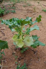 Image result for Holubia saccata