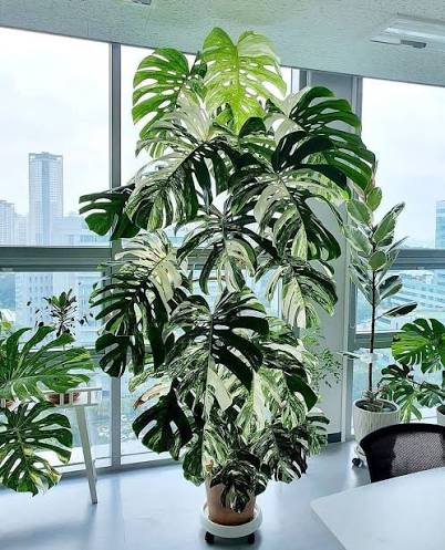 برگ انجیری (مونسترا) ابلق Monstera variegata زیبا و خاصدر گلفروشی هنری طرح گل
#برگ_انجیری #مونسترا ...