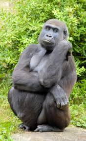 Dreaming of a huge desert brings news that many new opportunities will soon cross. Mountain Gorilla Facts Lesson For Kids Study Com
