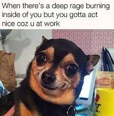 Photos To Prepare You For The Work Week Chihuahua Funny Funny Dog Memes Work Humor