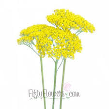 Yarrow Achillea Yellow Flower Fiftyflowers Com Yarrow Flower Yellow Flowers Yarrow Plant