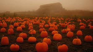 ❤ get the best hd pumpkin wallpaper on wallpaperset. 75 Pumpkin Backgrounds On Wallpapersafari