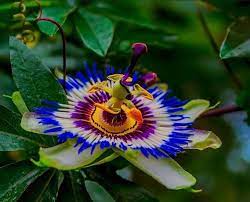 True Passionflower Passiflora Incarnata Passion Flower Colorful Flowers Beautiful Flowers