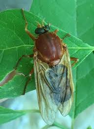 Image result for Rinorea ferruginea