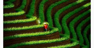 Suasana sekeliling yang tindang oleh pepohonan, membuat perjalanan singkat itupun. Pesona Terasering Panyaweuyan Majalengka Pemandangan Sawahnya Cantik Berundak Undak