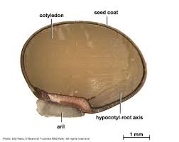 Image result for Ophrestia