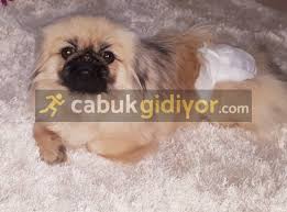 Disi Pekinez Sahiplendirme Cabukgidiyor Com