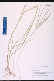 Image result for Digitaria ciliaris