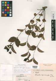 Image result for Chascanum hederaceum