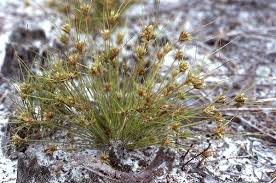 Image result for Bulbostylis densa