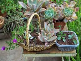 Image result for Kalanchoe rotundifolia