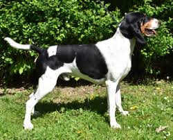 Image result for lucernský honič