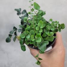 Image result for Pellaea boivinii