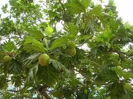 Check spelling or type a new query. Breadfruit Artocarpus Altilis