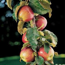 Columnar fruit trees instead of growing and spreading to the side, only grow in height, by the means of dwarfing and cutting down the trees. Columnar Apples Trees Jung Seed Company