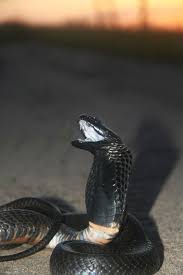 The zebra cobra is not indigenous to the state; Black Necked Spitting Cobra Wikipedia