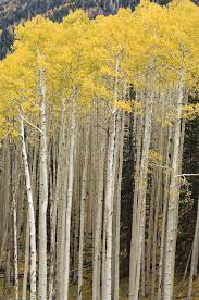 Stand Of Quaking Aspen Trees A Tall Dense Stand Of Aspen Trees Show Their Autu Affiliate Trees Tall Dense Stand Quaking Aspen Trees Aspen Tree