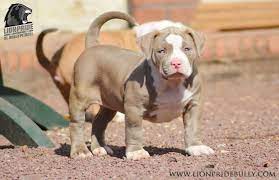 Chiot Puppy Puppies American Bully Xl Xxl Bully Pitbull A Vendre For Sale France Belgique Kennel Elevage Bully Pitbull Pitbull Puppies American Pitbull Puppies
