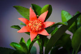 Image result for Punicaceae