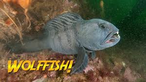 Diver Hand Feeds A Wolffish Youtube