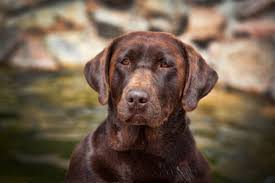 The goals and purposes of this breed standard include: Heatherdowns Labradors Ltd