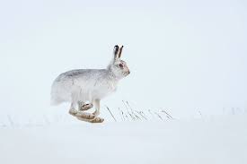 The Week In Wildlife In Pictures Hare Illustration Wildlife Cairngorms