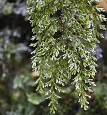 Image result for Hymenophyllaceae