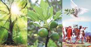 Tou Bichvat Les Fruits De La Torah Actualite Juive
