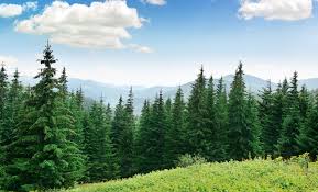 A Fost AprobatÄƒ InfiinÈ›area Structurilor Teritoriale Ale AgenÈ›iei NaÈ›ionale Pentru Arii Naturale Protejate