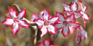 Image result for Adenium multiflorum