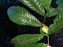 Image result for Massularia