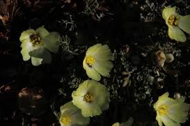 Image result for Grielum