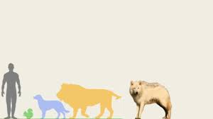Bernard's Wolf vs Lion, Human, Dog and Squirrel in Size Comparison