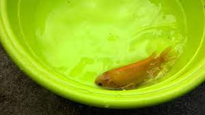 Mesti tengok ikan puyu emas mp3 & mp4. Puyu Emas Youtube