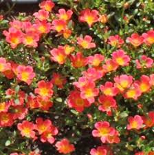 Check spelling or type a new query. Purslane Costa Farms