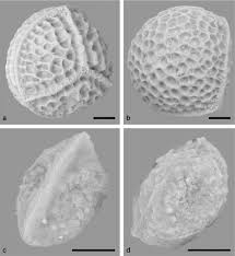 Image result for Isoetes welwitschii