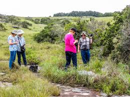 Image result for Antherotoma angustifolia