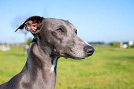 Herdershonden en veedrijvers behalve zwitserse sennenhonden. Whippet Kleiner Englischer Windhund