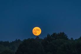 Wir verwenden cookies um inhalte und anzeigen zu personalisieren funktionen für soziale medien anzubieten und die zugriffe auf unsere website zu analysieren. Gartnern Nach Dem Mondkalender Selbermachen De