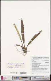 Image result for Bulbophyllum intertextum