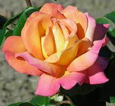 Chicago Peace Hybrid Tea Rose Hybrid Tea Roses Tea Roses Rose