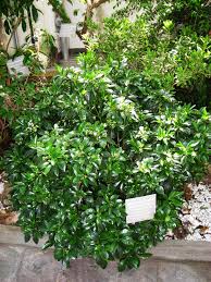 Image result for Psychotria mahonii