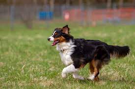 Complete English Shepherd Guide 6 Must Read Facts Perfect Dog Breeds