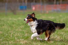 Feel free to browse hundreds of active classified puppy for sale listings, from dog. Complete English Shepherd Guide 6 Must Read Facts Perfect Dog Breeds
