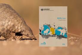 Creator of laser show designer quickshow & beyond, fb3, and fb4. Wildlife Trafficking Harms Animals And Human Health The Case Of Pangolins