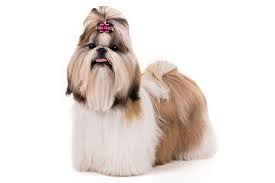Krijg fluffy shih tzu puppy with stockbeeldmateriaal van 18.385 seconden bij 29.97fps. Shih Tzu Dog Breed Information